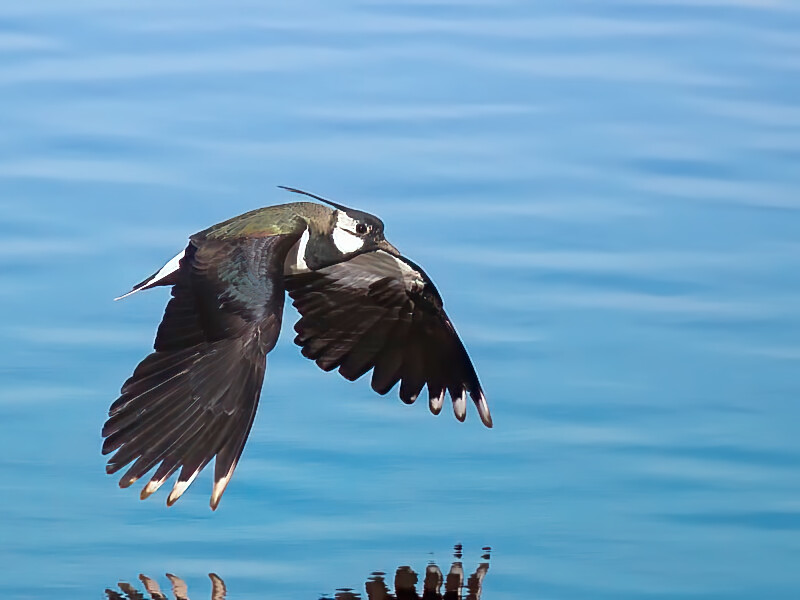 Vanneau huppé Credit Michael fink - Flickr